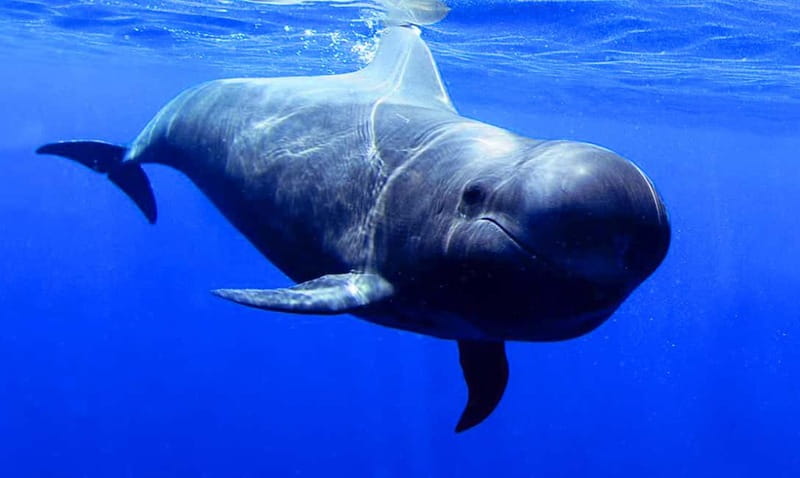 Los Gigantes: Dolphin & Whale Watching Tour on a Pirate Boat - Watching dolphins and pilot whales in open water