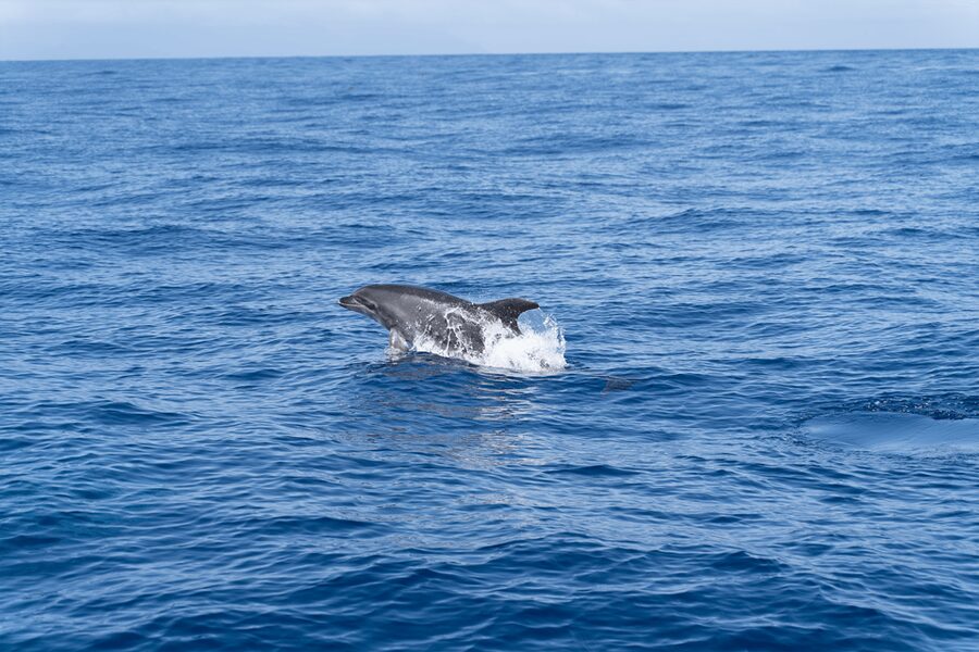 Los Gigantes: Sailing Excursion with Swimming, Drink & Tapas - At a glance: what makes this sailing trip special