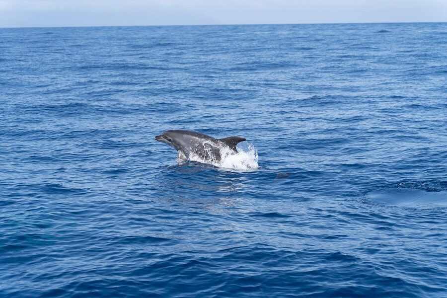 Los Gigantes: Sailing Excursion with Swimming, Drink & Tapas - Is $82 a fair price for three hours?