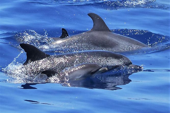 Los Gigantes Whale Watching Charter by Sail Boat - What makes this sailing trip worth your time