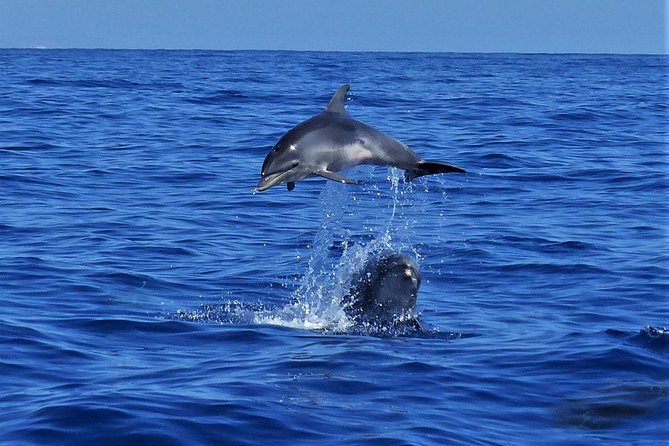 Los Gigantes Whale Watching Charter by Sail Boat - Sandwiches, fruit, cava, and a relaxed lunch