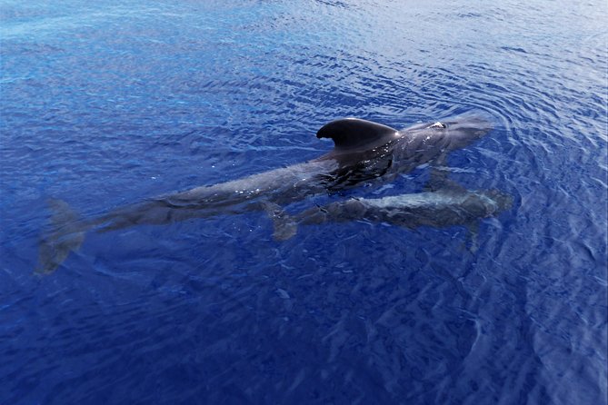 Los Gigantes Whale Watching Charter by Sail Boat - Timing, weather, and other practical details