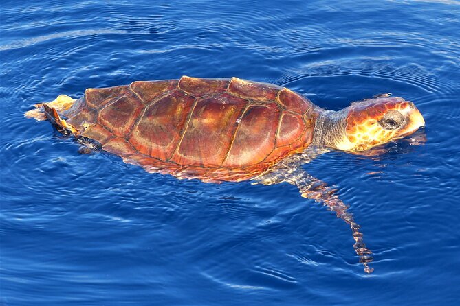 Los Gigantes Whale Watching Charter by Sail Boat - Sailing beneath the Cliffs of Los Gigantes