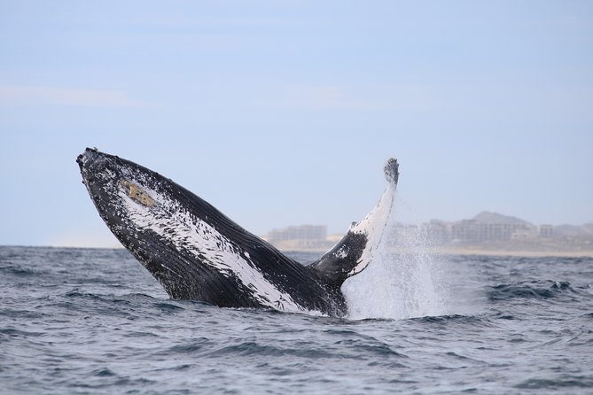 Luxury Catamaran Whale Watching Cabo San Lucas - Hearing humpbacks with the hydrophone