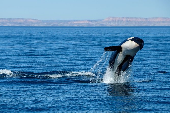 Luxury Catamaran Whale Watching Cabo San Lucas - Drinks, lunch-style snacks, and the onboard mood
