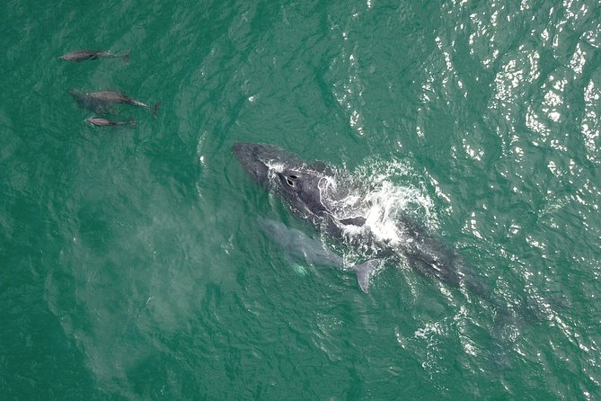 Luxury Catamaran Whale Watching Cabo San Lucas - What the catamaran is like on the water