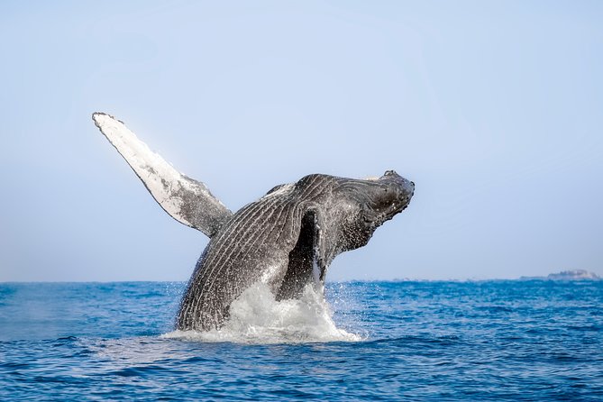 Luxury Catamaran Whale Watching Cabo San Lucas - Is $129 a good value?