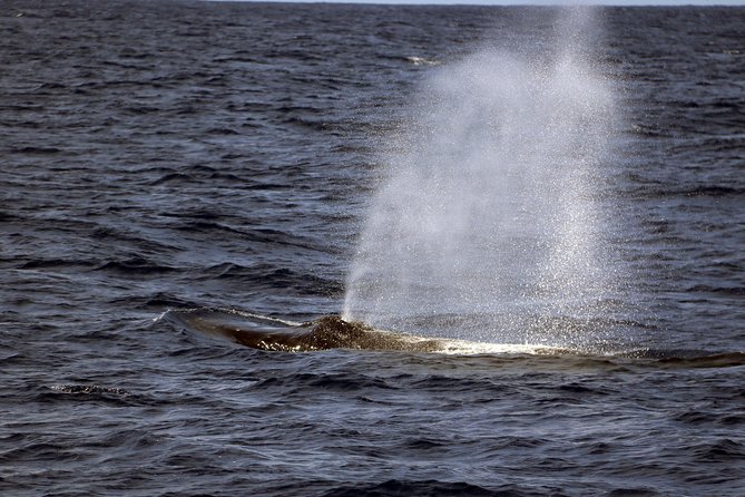 Luxury Snorkel Cruise, Local Buffet with Whale & Dolphin Watch - Waikiki pickup and the three departure choices