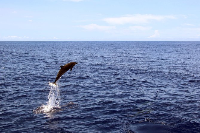 Luxury Snorkel Cruise, Local Buffet with Whale & Dolphin Watch - What $174 gets you