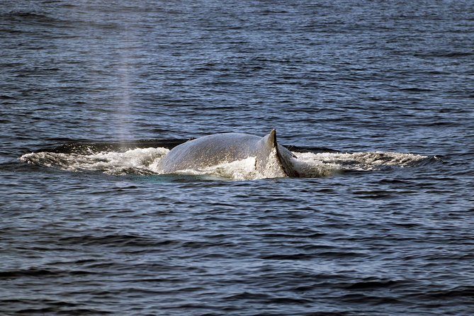 Luxury Snorkel Cruise, Local Buffet with Whale & Dolphin Watch - Warm showers, changing rooms, and useful equipment