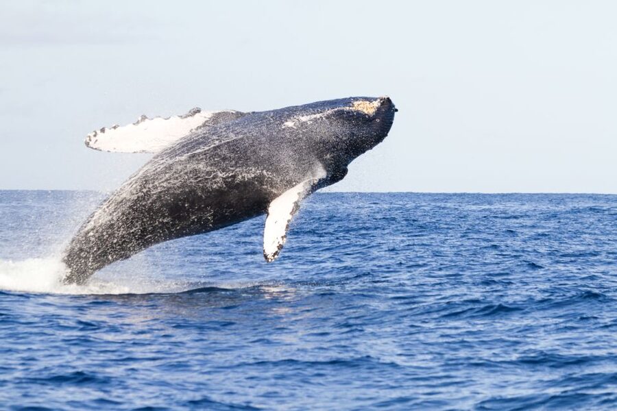Ma'alaea Harbor: Whale Watching Tour Aboard Power Catamaran - Quick take: what makes this cruise worth your time