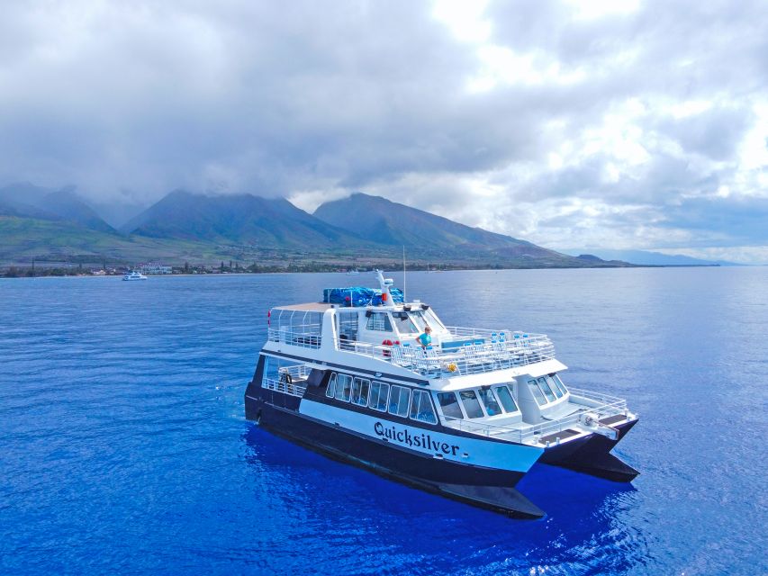 Ma'alaea Harbor: Whale Watching Tour Aboard Power Catamaran - The whale behaviors you may see