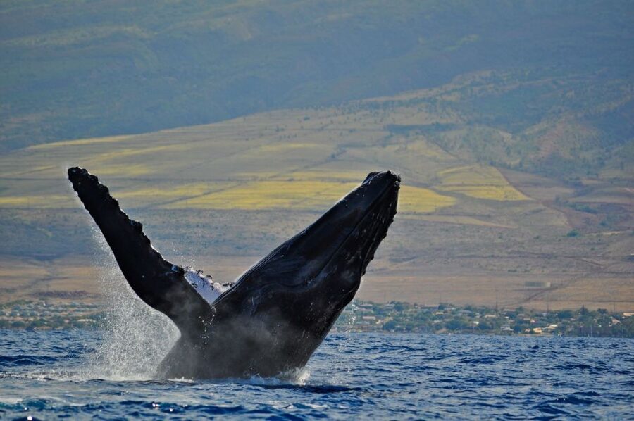 Ma'alaea Harbor: Whale Watching Tour Aboard Power Catamaran - Why the catamaran works well for families and mixed groups