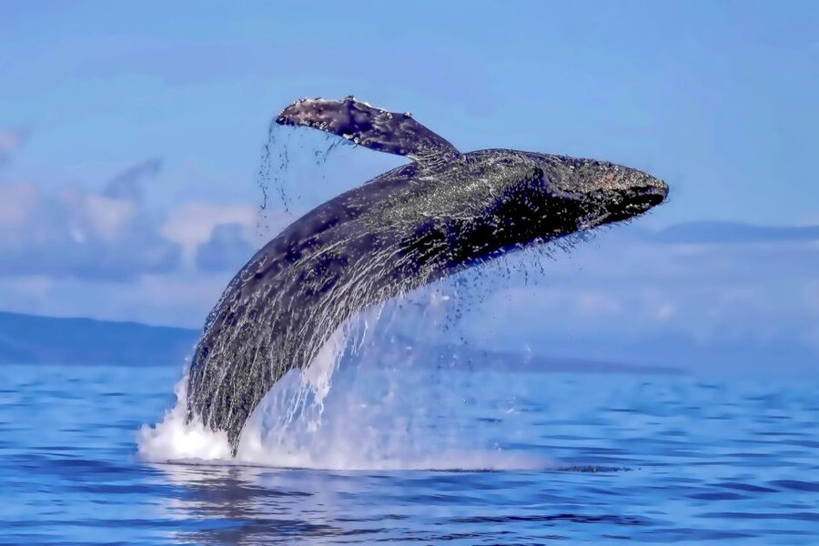 Ma'alaea Harbor: Whale Watching Tour Aboard Power Catamaran - The value of a $49 ticket