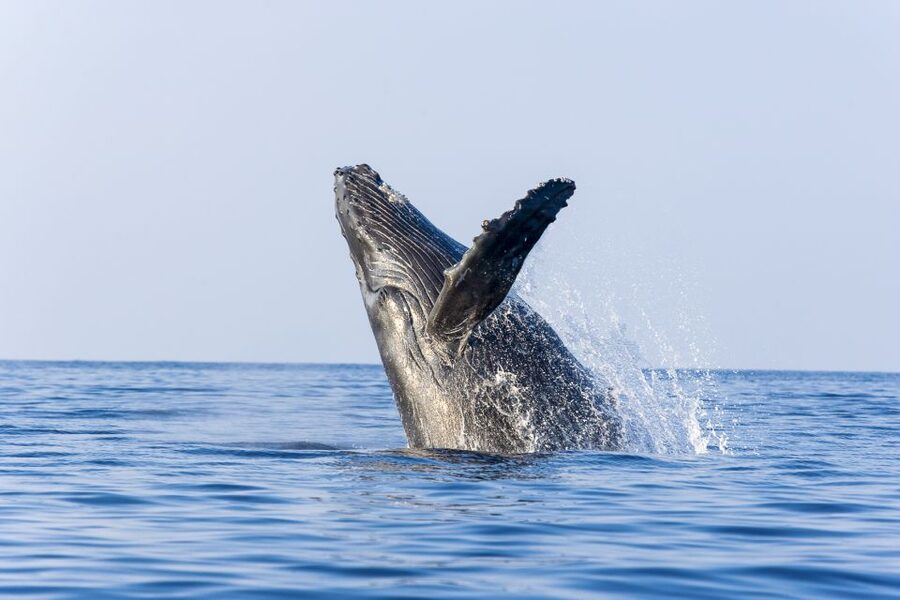Ma'alaea Harbor: Whale Watching Tour Aboard Power Catamaran - Who should book this Ma’alaea whale cruise?