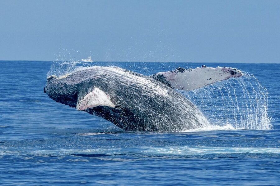 Ma'alaea Harbor: Whale Watching Tour Aboard Power Catamaran - What happens during the two-hour cruise