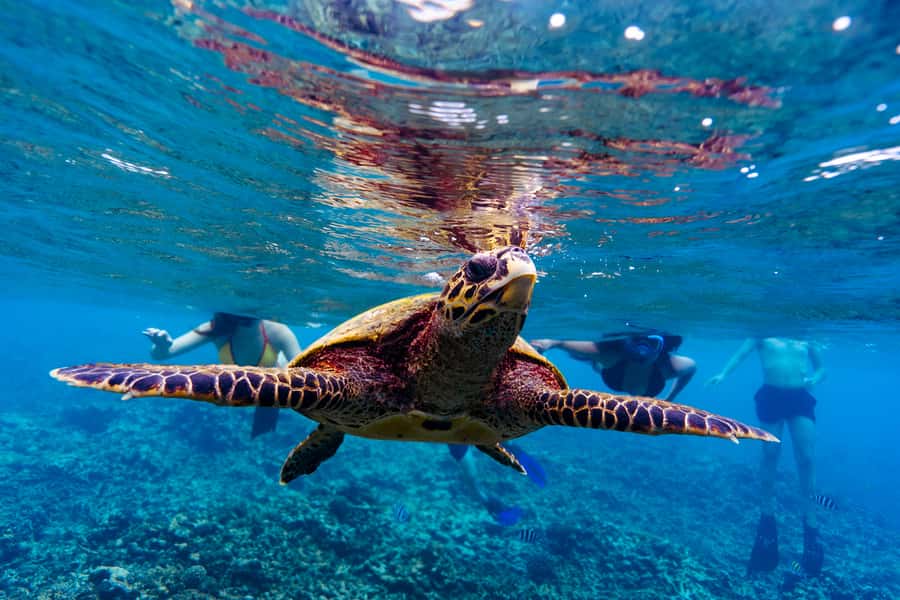 Mahé: Saint-Anne Marine Park and Moyenne Island Cruise - Creole lunch with music and local flavor