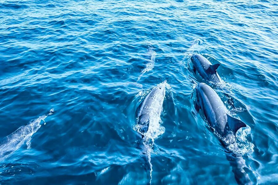 Mallorca: Dolphin Watching Cruise - Practical Tips for a Better Morning