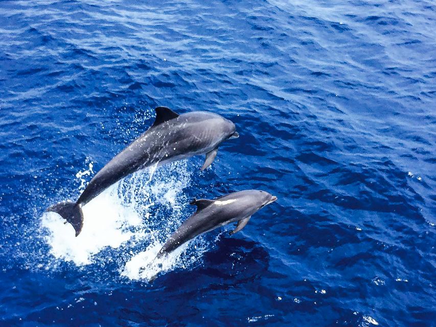 Mallorca: Dolphin Watching Cruise - What This Mallorca Cruise Is Really Like