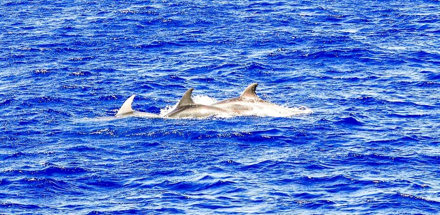 Mallorca: Dolphin Watching Cruise - A Swim Stop in Clear Mallorcan Water