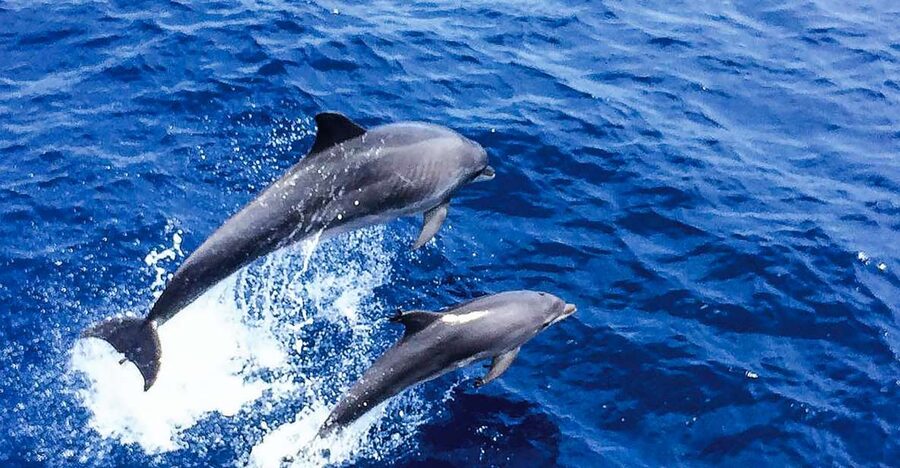 Mallorca: Dolphin Watching Cruise - From Playa Tora or Santa Ponsa Into Open Water