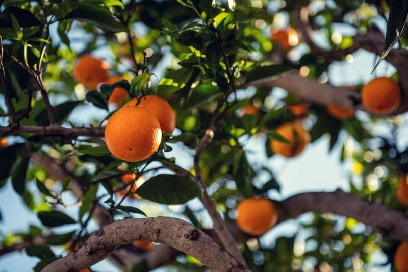 Mallorca: Full-Day Island Tour by Train, Tram, and Boat - Port de Sóller and the vintage tram
