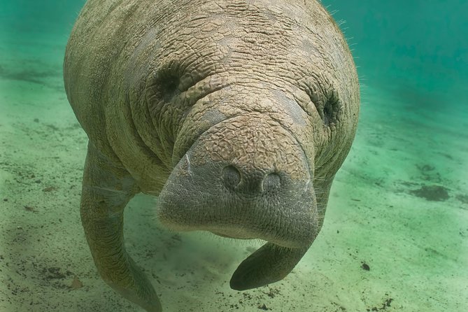 Manatee Sightseeing and Wildlife Boat Tour - What makes this Naples boat tour worth considering
