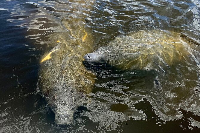 Manatee Sightseeing and Wildlife Boat Tour - Setting out from Port of the Islands Marina