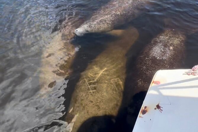 Manatee Sightseeing and Wildlife Boat Tour - Why the guide can make or break the outing
