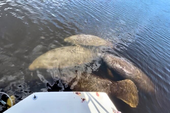 Manatee Sightseeing and Wildlife Boat Tour - Covered comfort, sunglasses, and better photos