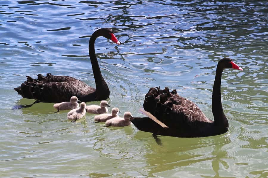 Mandurah: Dolphin and Views Cruise - Wetlands and birdlife beyond the canals