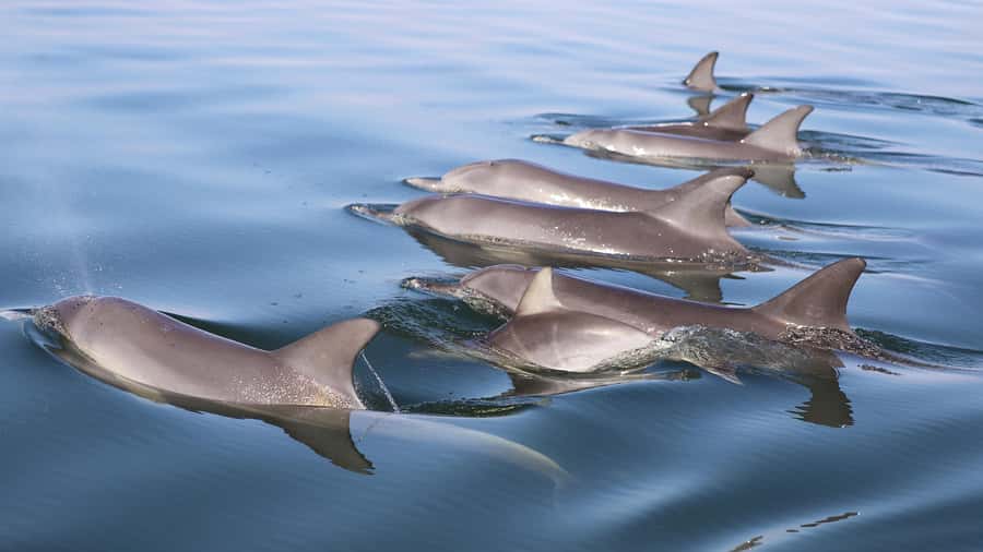 Mandurah: Dolphin and Views Cruise - Cultural stories and live commentary