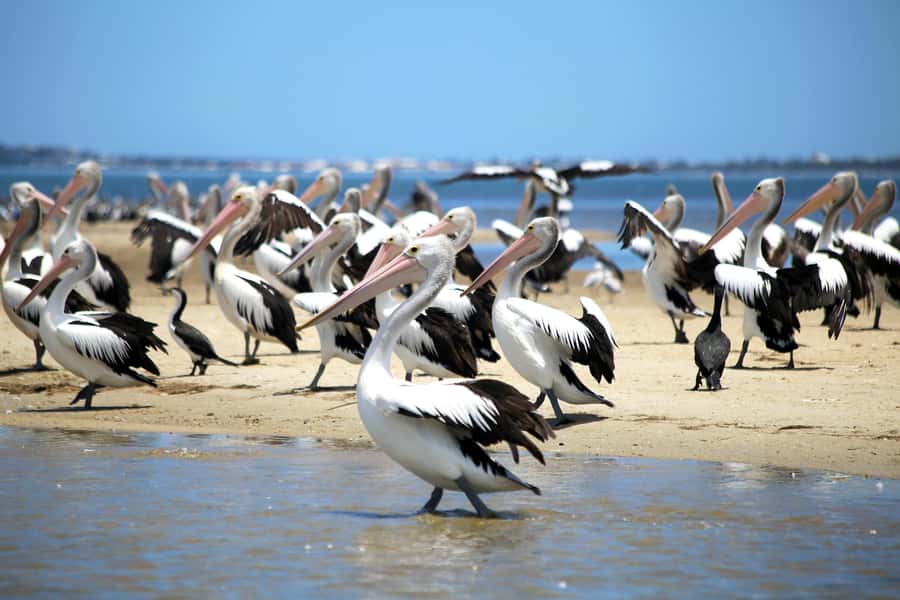 Mandurah: Dolphin and Views Cruise - The $31 fare: good value, with realistic expectations