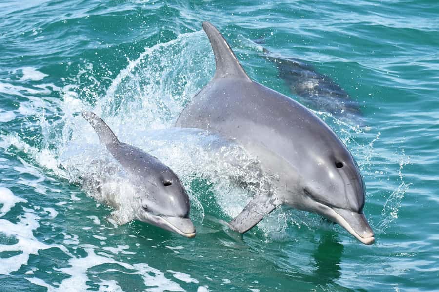 Mandurah: Dolphin and Views Cruise - Meeting the boat at 73 Mandurah Terrace