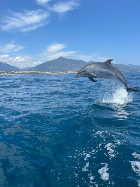 Marbella: Sailing & Dolphin Watching with Snacks and Drinks - The Dolphin Search: Hopeful, But Not Guaranteed