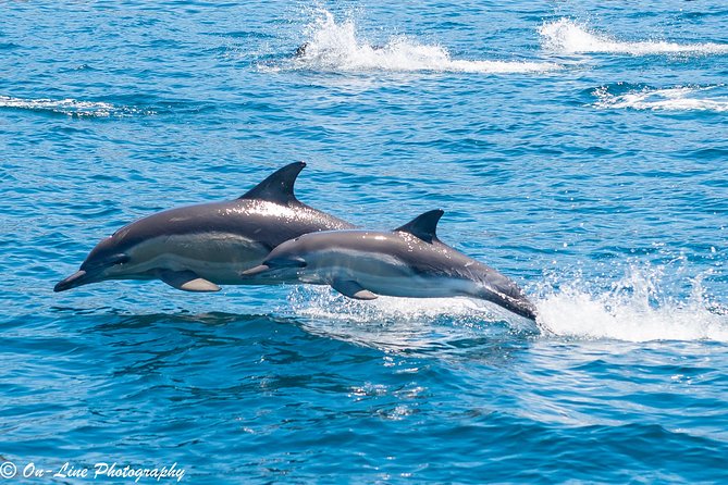 Maria Island Cruise and Guided Walk Day Tour with Lunch and Drinks - Starting at Brooke Street Pier in Hobart