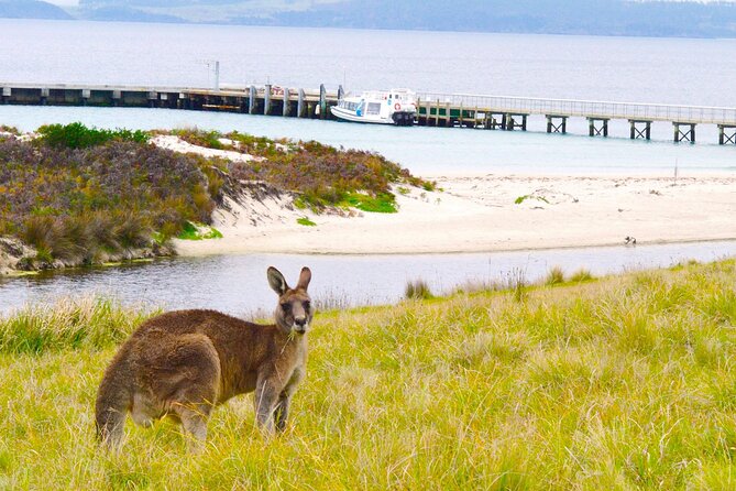 Maria Island Cruise and Guided Walk Day Tour with Lunch and Drinks - Comfort, clothing, and sea conditions