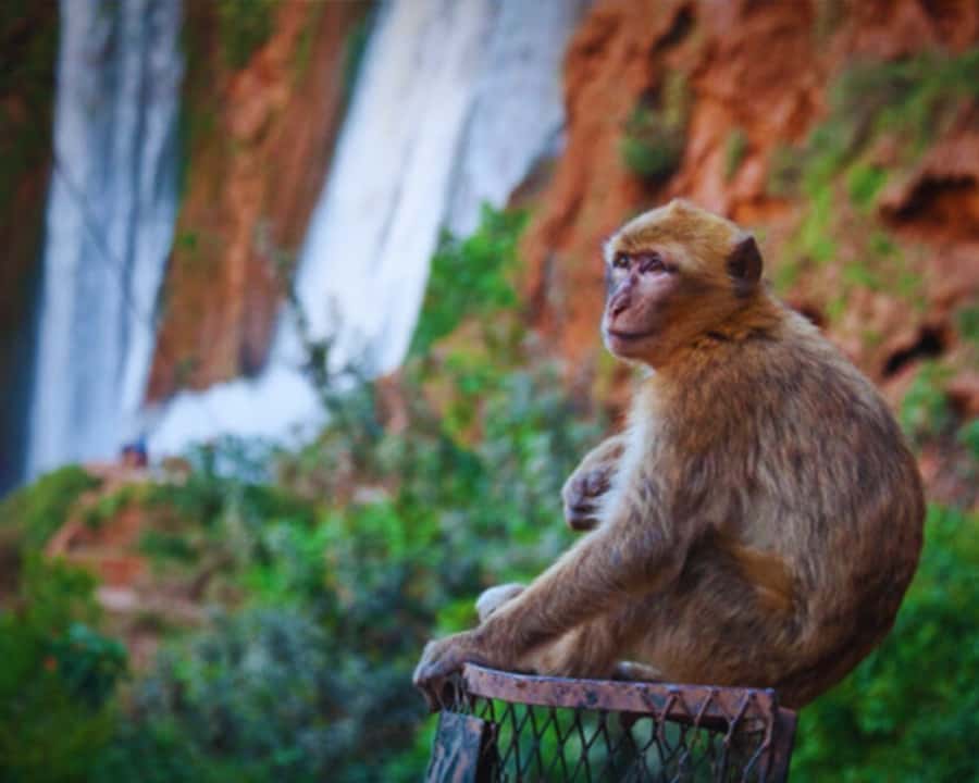 Marrakech: Day Tour to Ouzoud Waterfalls with Boat Trip - Tagine with a view, but check the bill