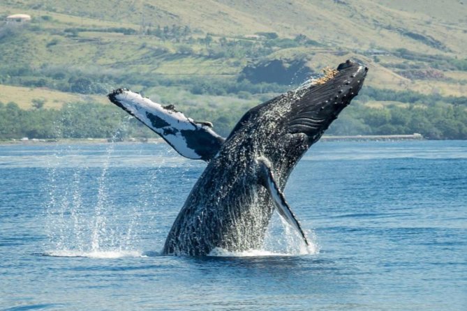 Maui: Original Sunset Cruise with Open Bar from Ka’anapali Beach - Maui’s western coast at sunset