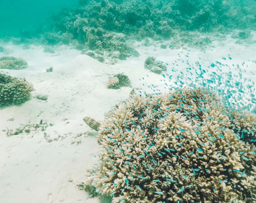 Mauritius: Full-Day Speedboat Tour to Ile aux Cerfs & BBQ - Is $147 good value?