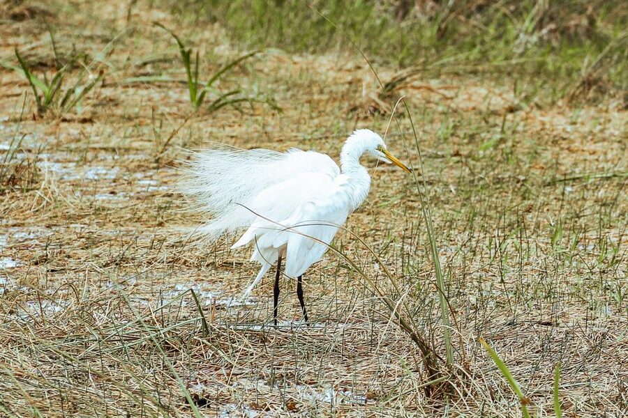 Miami: Everglades National Park Airboat Tour & Wildlife Show - Who will enjoy this most?