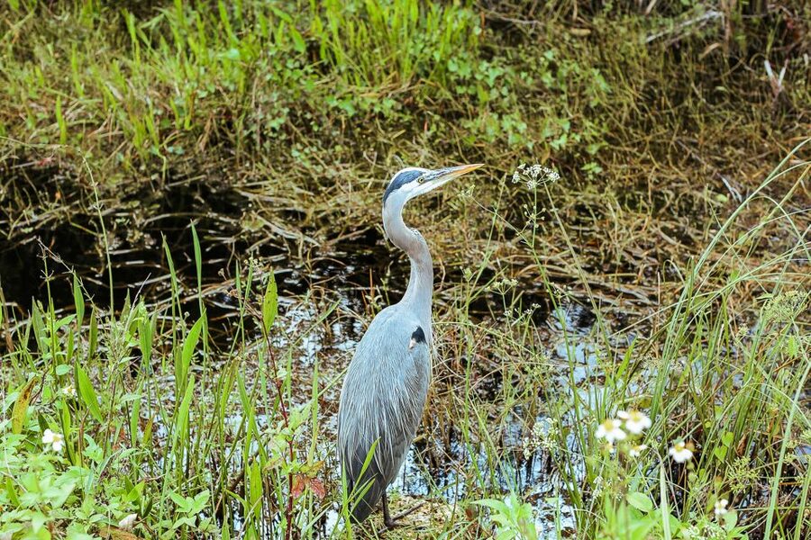 Miami: Everglades National Park Airboat Tour & Wildlife Show - The 30 minute alligator and wildlife show