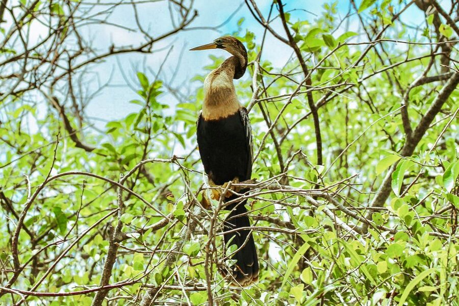 Miami: Everglades National Park Airboat Tour & Wildlife Show - Getting there from Miami