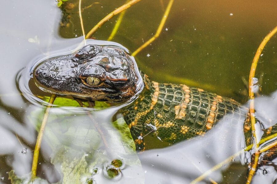 Miami: Everglades Safari Park Airboat Tour - The Wildlife Nature Show after the boat