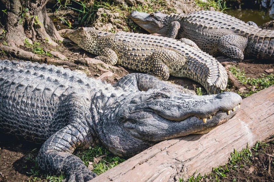 Miami: Everglades Safari Park Airboat Tour - Walking the Jungle Trail and viewing the park