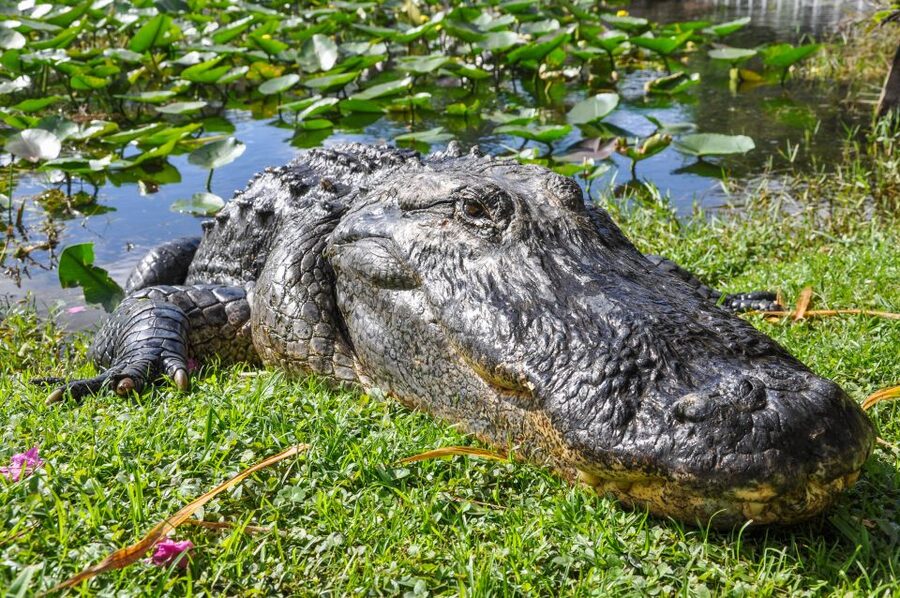 Miami: Everglades Safari Park Airboat Tour - What the 40-minute airboat ride feels like