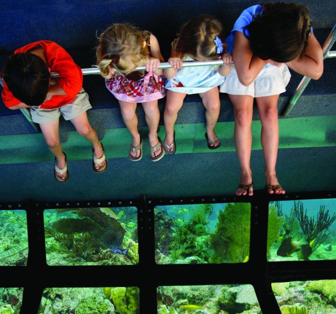 Miami: Key West Dolphin Watch or Snorkel Boat with pickup - Who should choose each option?