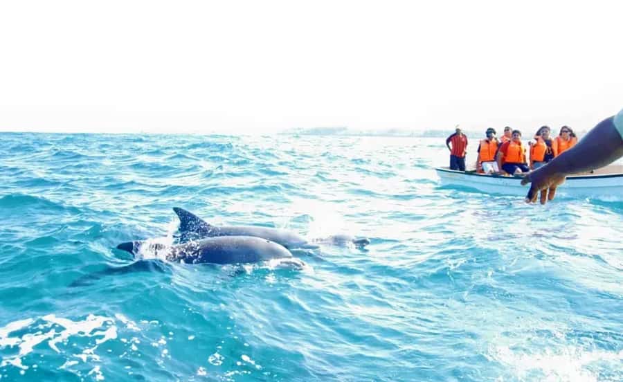 Miami: Key West Dolphin Watch or Snorkel Boat with pickup - Dolphin watching with Captain Lisa and Brooke