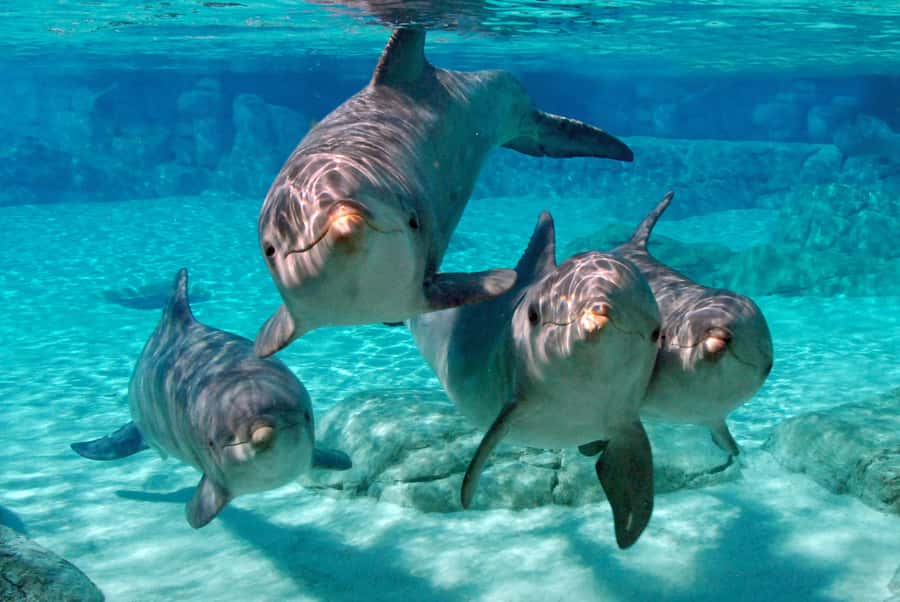 Miami: Key West Dolphin Watch or Snorkel Boat with pickup - The three-hour snorkeling tour