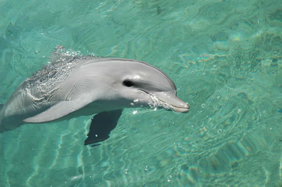 Miami: Key West Dolphin Watch or Snorkel Boat with pickup - The 90-minute glass-bottom boat ride